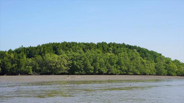 Khai thác tín chỉ carbon từ hệ sinh thái rừng ngập mặn