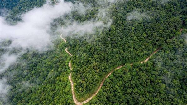 Thu hút đầu tư vào thị trường carbon rừng