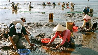 Trao chứng nhận quốc tế cho nghề nuôi nghêu tỉnh Trà Vinh