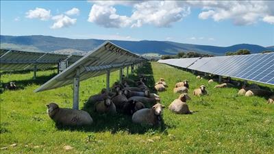 Mô hình trang trại điện mặt trời kết hợp nuôi cừu