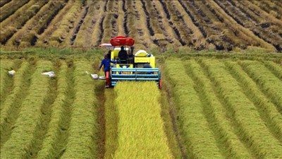 Bền vững hóa vùng nguyên liệu nông, lâm, thủy sản