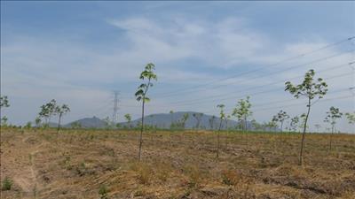 Phương án nộp tiền trồng rừng thay thế thực hiện dự án điện gió Hải Anh (Quảng Trị)