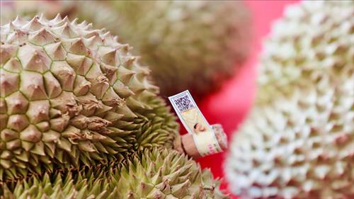 Ra mắt Hệ thống truy xuất nguồn gốc nông sản Việt Nam