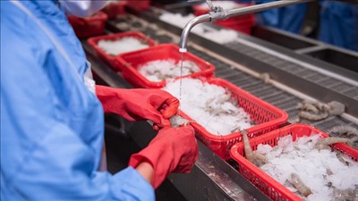 Kim ngạch xuất khẩu nông, lâm, thủy sản đạt 49,3 tỷ USD trong 8 tháng năm 2026