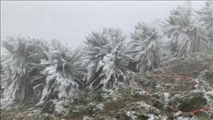 Chủ động ứng phó với rét đậm, rét hại