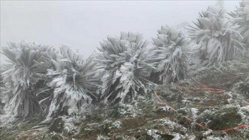 Chủ động ứng phó với rét đậm, rét hại