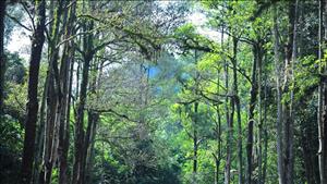 Vườn quốc gia Pù Mát đón nhận danh hiệu Vườn di sản ASEAN