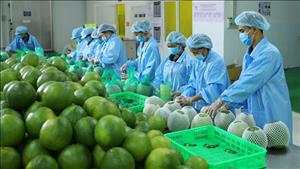 Thực hiện các nhiệm vụ, giải pháp xúc tiến thương mại trong và ngoài nước