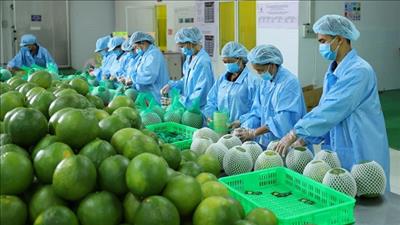 Thực hiện các nhiệm vụ, giải pháp xúc tiến thương mại trong và ngoài nước