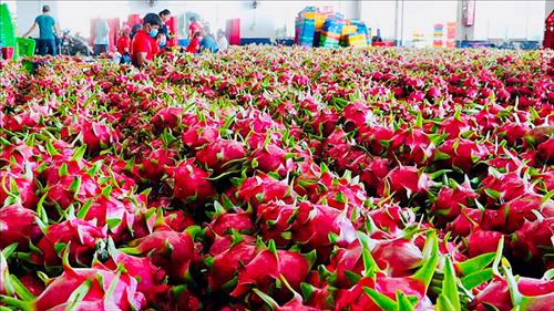 Thủ tướng chỉ đạo khẩn trương gỡ vướng cho thanh long, hồ tiêu xuất khẩu