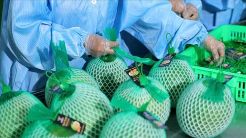 Australia công bố điều kiện nhập khẩu bưởi tươi Việt Nam