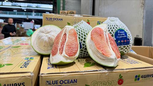 Lô bưởi đầu tiên của Việt Nam được thông quan vào thị trường Australia