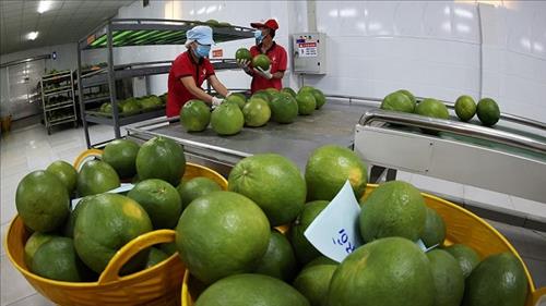 Công bố Nghị định thư về yêu cầu kiểm dịch thực vật đối với bưởi và chanh xuất khẩu sang Trung Quốc