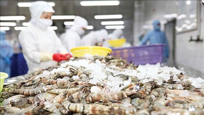 Hướng tới mục tiêu xuất khẩu thủy sản vượt 12 tỷ USD trong năm 2026