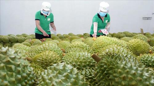 Ưu tiên thực hiện thông quan ngay đối với hàng hóa xuất khẩu là nông lâm thủy sản