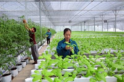 Hà Nội phát triển nông nghiệp ứng dụng công nghệ cao