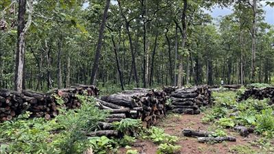 Đắk Lắk:  Phát hiện lượng gỗ lớn không rõ nguồn gốc tại Trung tâm bảo tồn voi