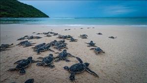 Bảo tồn rùa biển và môi trường biển