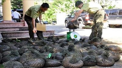 Gia Lai đẩy mạnh công tác phòng, chống tội phạm về đa dạng sinh học