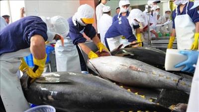Xuất khẩu cá ngừ Việt Nam tăng kỷ lục trong tháng 9