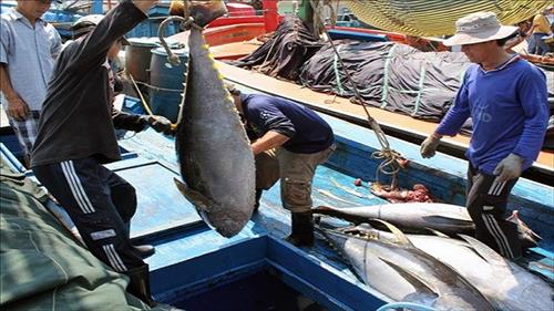 Xây dựng nghề cá Việt Nam hội nhập với khu vực và thế giới