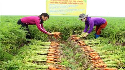 Cẩm Giàng (Hải Dương): Sản xuất cà rốt sạch hướng xuất khẩu
