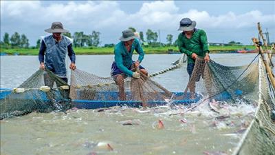 Phát triển ngành hàng cá tra bền vững tại Đồng Tháp