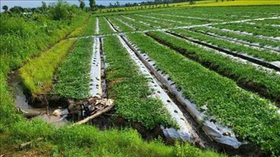 Hậu Giang khuyến cáo bảo vệ cây trồng khi có mưa lớn, triều cường