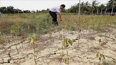 Ngành nông nghiệp gặp khó khăn do đất nhiễm mặn ngày càng tăng