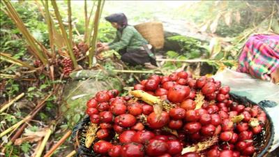 Tuần Giáo (Điện Biên): Cải thiện kinh tế nhờ trồng cây dược liệu trên đất rừng