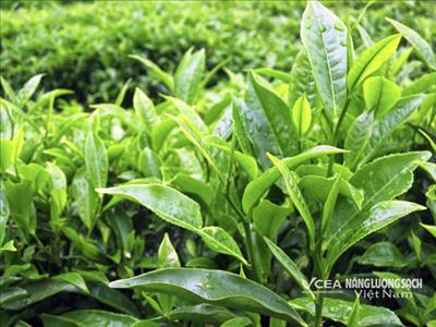 Lễ hội trà quốc tế 2025: Hội tụ và lan tỏa về di sản-kinh tế-phát triển bền vững  