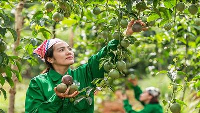 Tăng cường quản lý chuỗi giá trị chanh dây sạch bệnh, bền vững