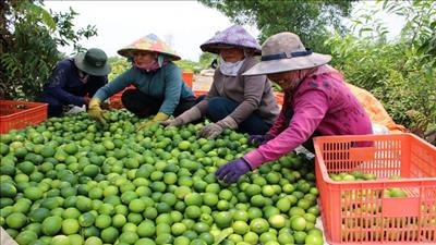 Long An đẩy mạnh tiêu thụ nông sản