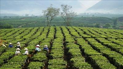 Lai Châu tạo điều kiện nâng cao sản xuất nông nghiệp theo hướng bền vững