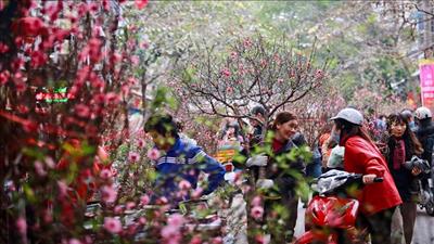 Hà Nội tổ chức 89 điểm chợ hoa xuân