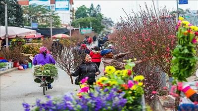 Hà Nội sẽ tổ chức 83 điểm chợ hoa xuân dịp Tết Nguyên đán năm 2024
