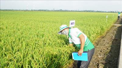 Phát triển bền vững ngành hàng lúa gạo Việt Nam trong năm 2024
