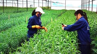 Đẩy mạnh ứng dụng công nghệ cao trong nông nghiệp tại Hà Nội