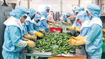 Hợp tác hướng tới công nghiệp hóa nền nông nghiệp Việt Nam