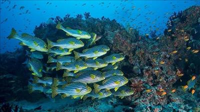 Liên Hợp Quốc thông qua một tuyên bố mới về giải cứu đại dương
