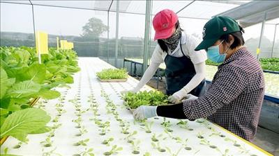Thành phố Hồ Chí Minh đào tạo nghề nông nghiệp cho lao động nông thôn