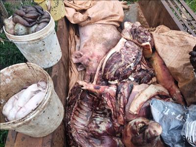 Đắk Nông: Tiêu hủy số lượng lớn thịt lợn bị dịch tả lợn Châu Phi 
