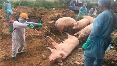 Quyết liệt, chủ động phòng, chống bệnh dịch tả lợn châu Phi