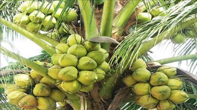 Trà Vinh: Giống dừa sáp từ nuôi cấy phôi cho hiệu quả kinh tế cao