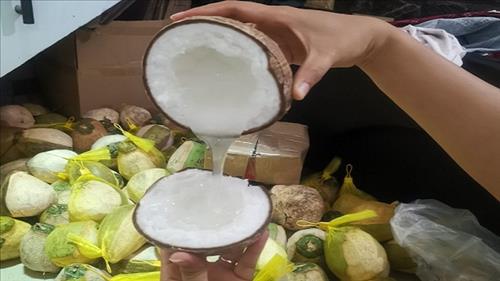 Mở rộng sản xuất dừa hữu cơ tại tỉnh Trà Vinh