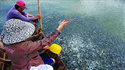 Hợp tác nâng cao chất lượng giống cá tra vùng đồng bằng sông Cửu Long