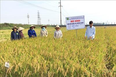 Việt Nam có thêm một giống lúa mới