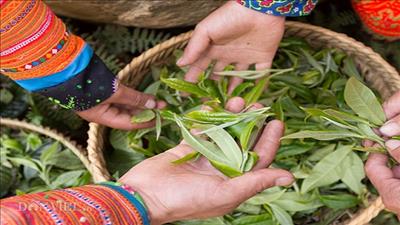 Độc đáo loại trà chỉ có ở núi cao được bán 25 triệu đồng/kg