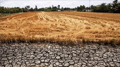 Xâm nhập mặn ở ĐBSCL trong mùa khô 2023 - 2024 có thể cao hơn trung bình nhiều năm