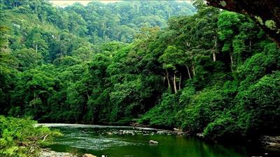 Tăng cường bảo tồn đa dạng sinh học và các dịch vụ hệ sinh thái rừng